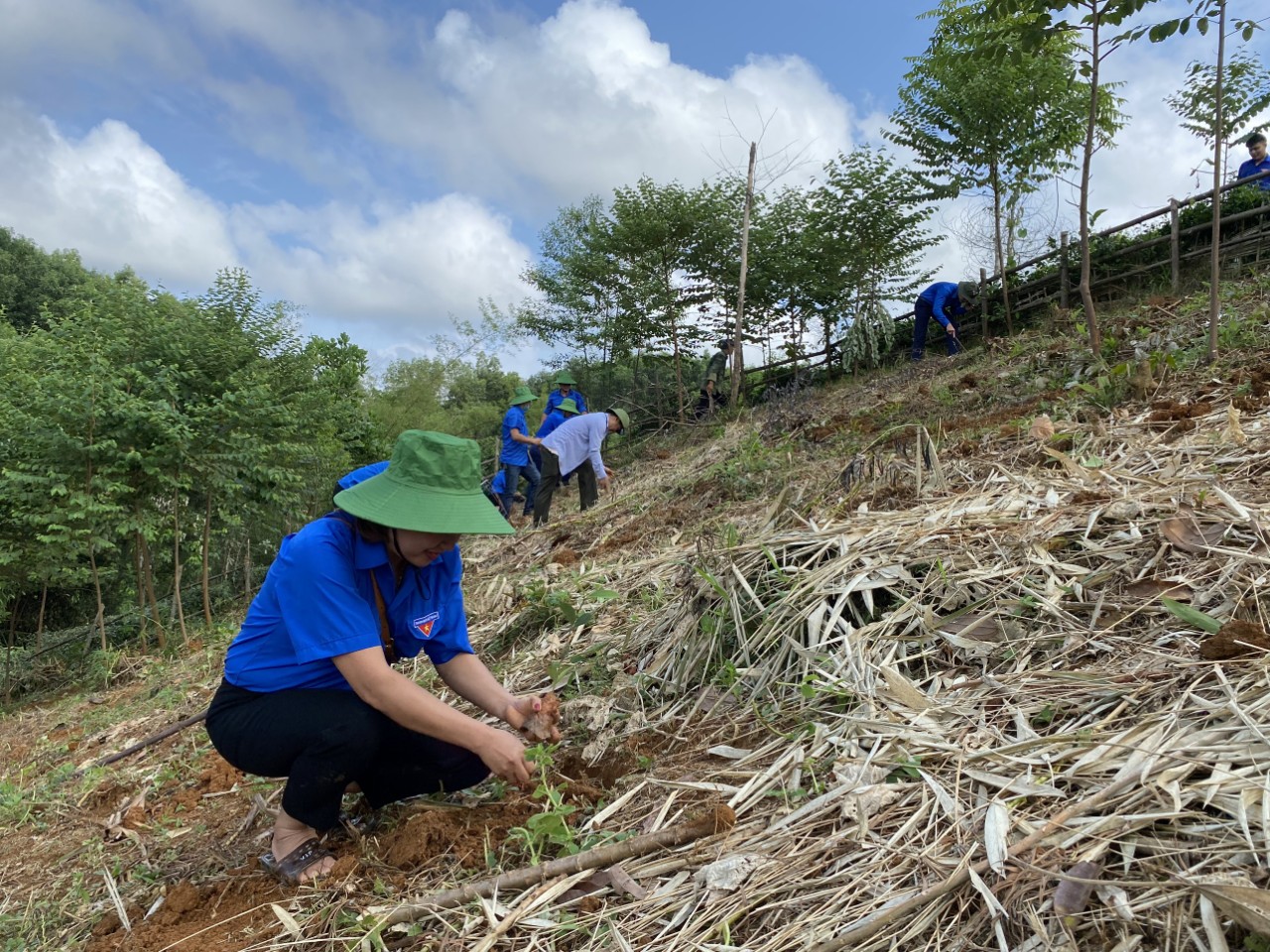 Đoàn thanh niên tổ chức trồng cây, cải tạo vườn tạp cho hộ nghèo của xã Vô Điếm